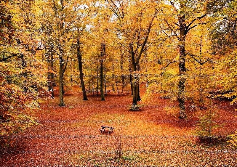 Autumn forest with fallen leaves