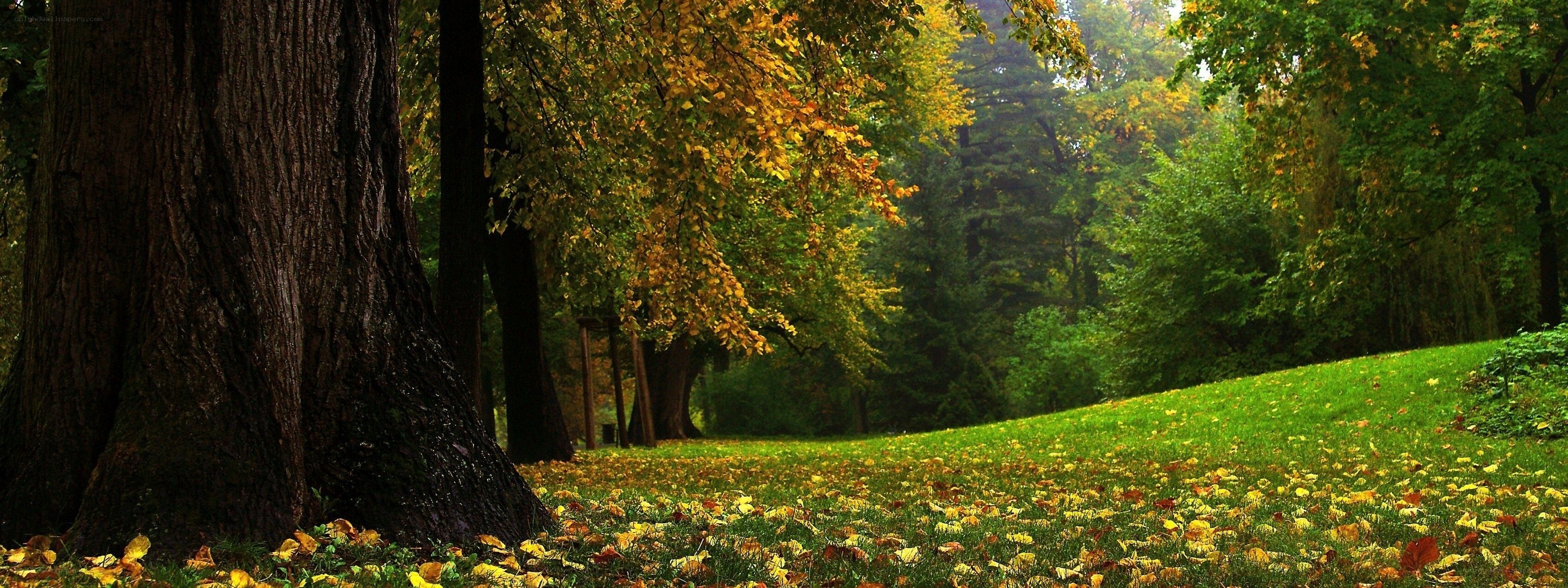 Autumn forest with fallen leaves