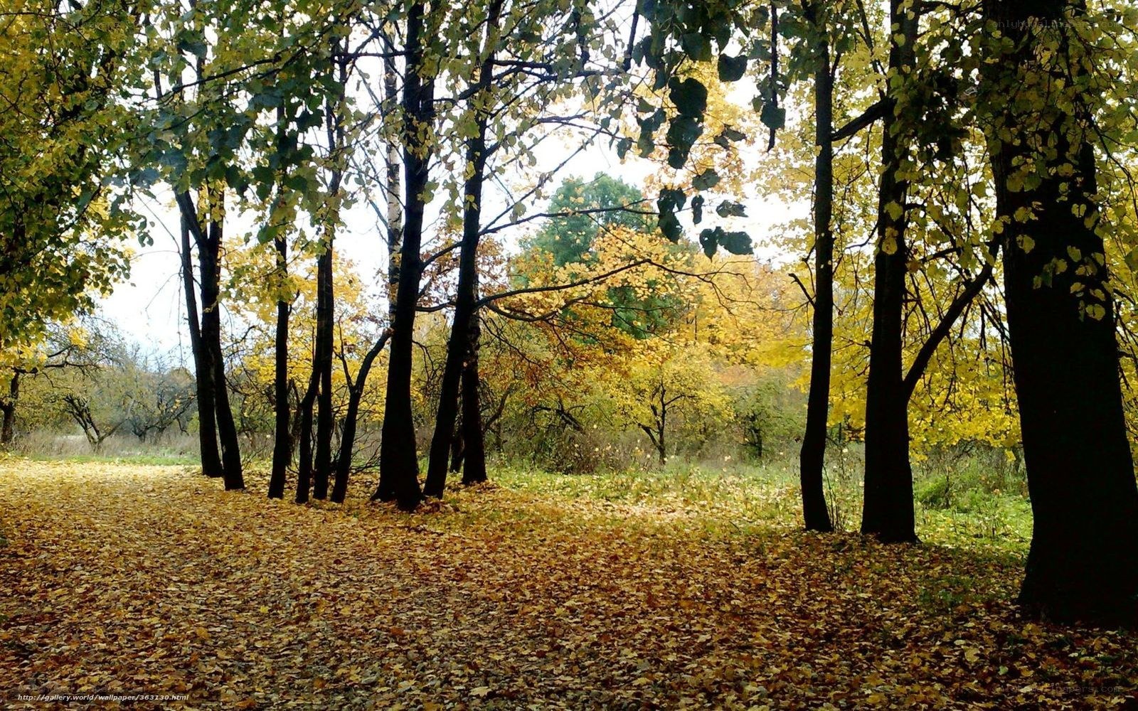 Autumn forest with fallen leaves
