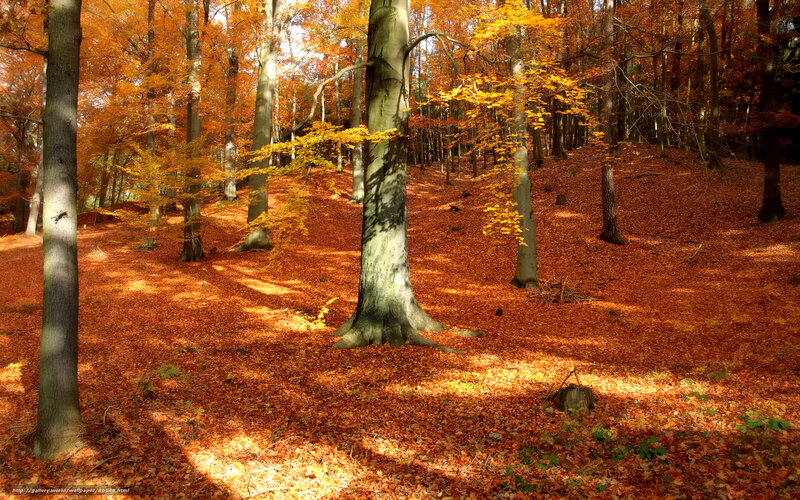 Autumn forest with fallen leaves