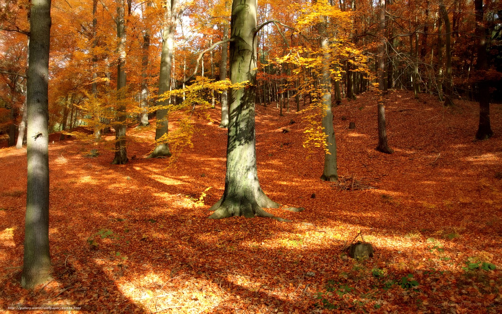 Autumn forest with fallen leaves