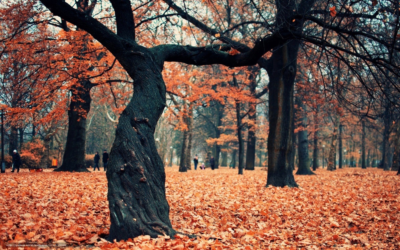 Autumn forest with fallen leaves