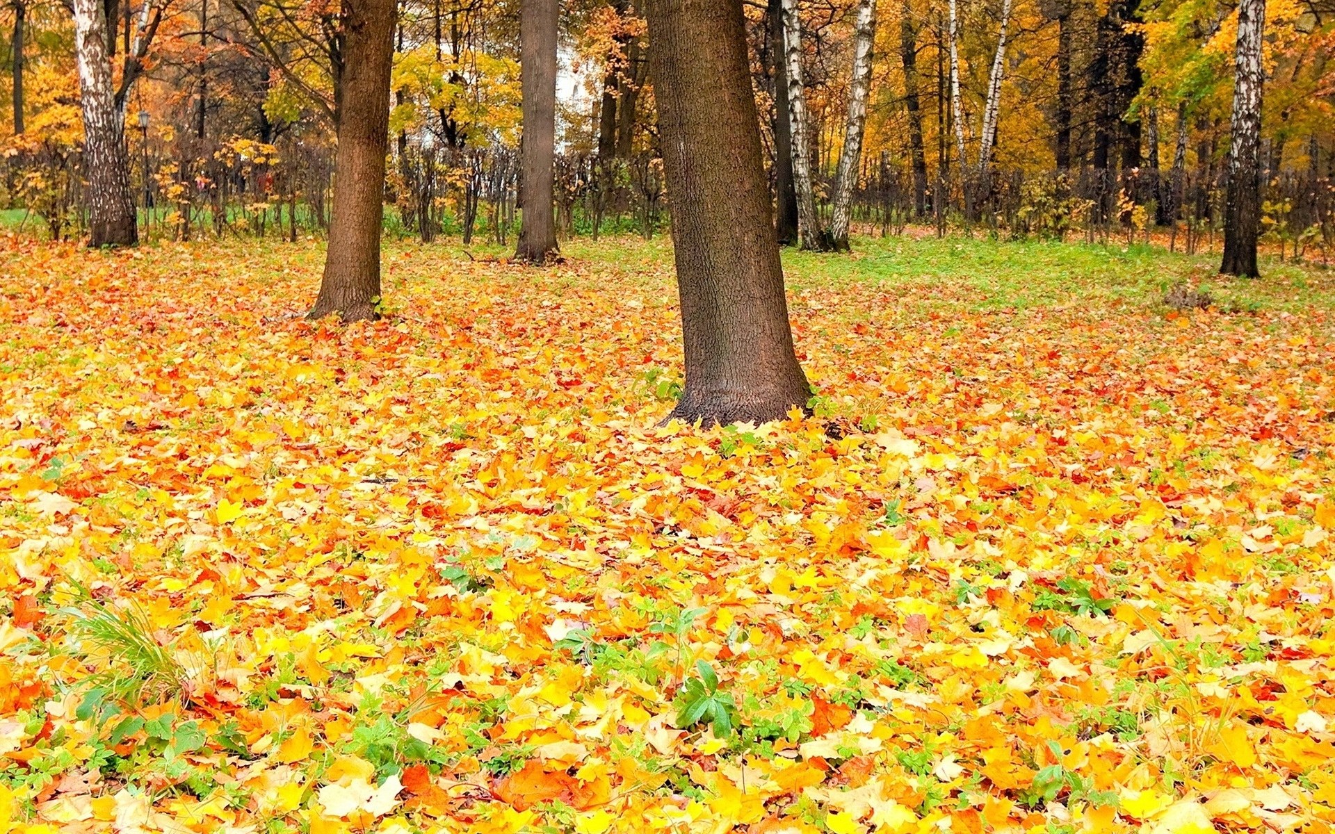 Autumn forest with fallen leaves