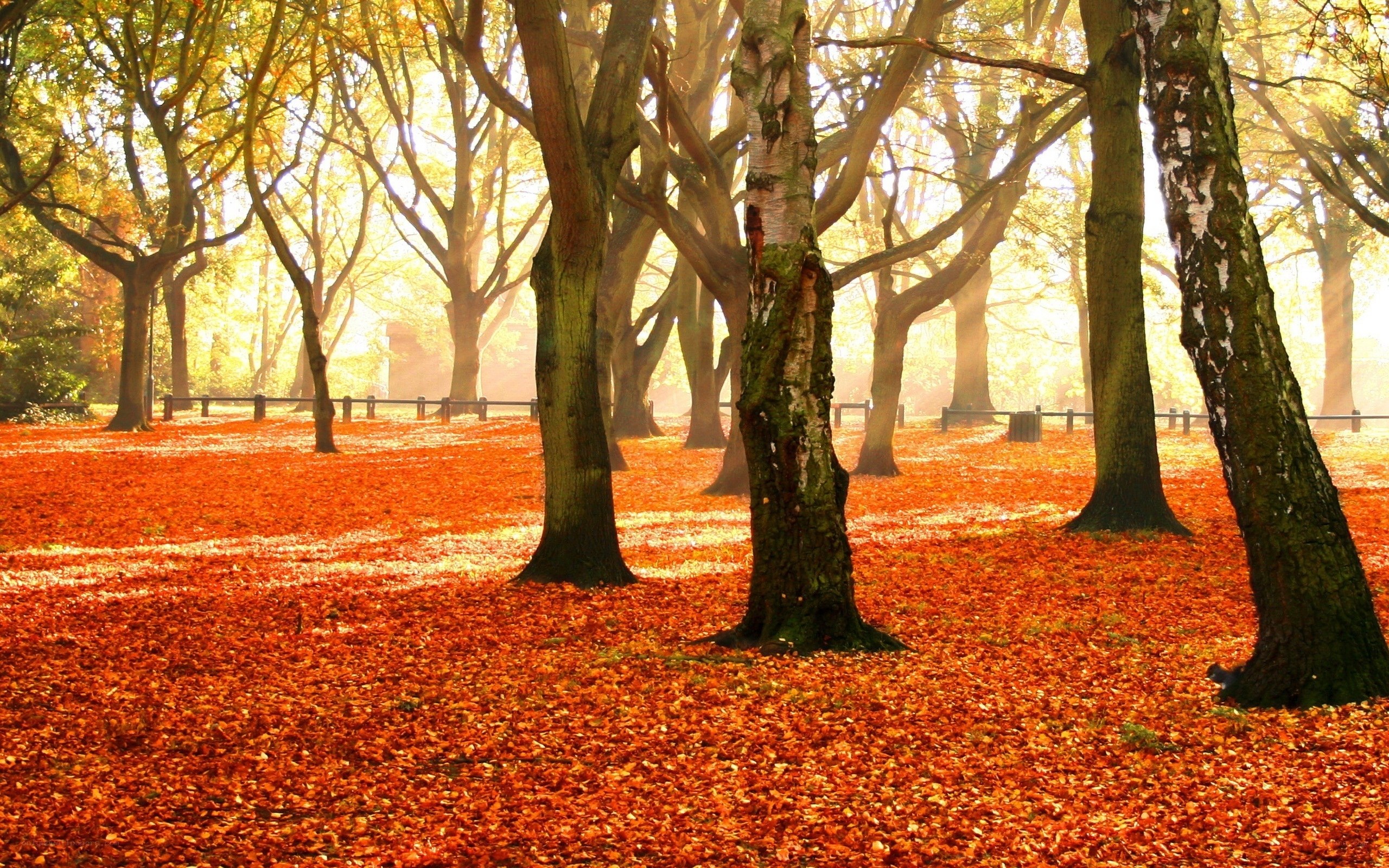 Autumn forest with fallen leaves