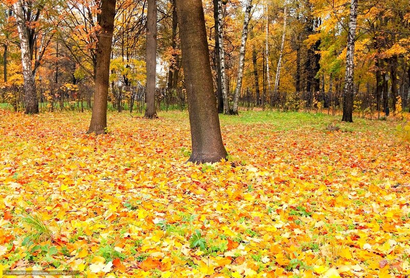 Autumn forest with fallen leaves