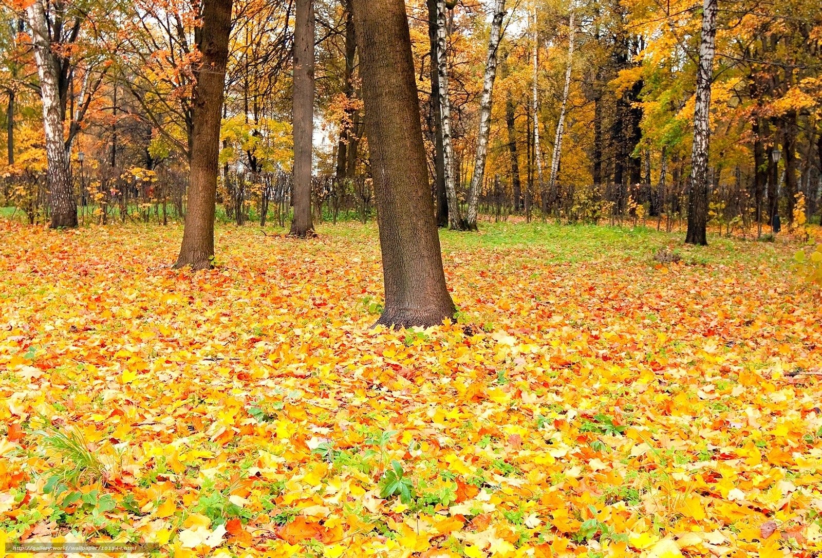 Autumn forest with fallen leaves