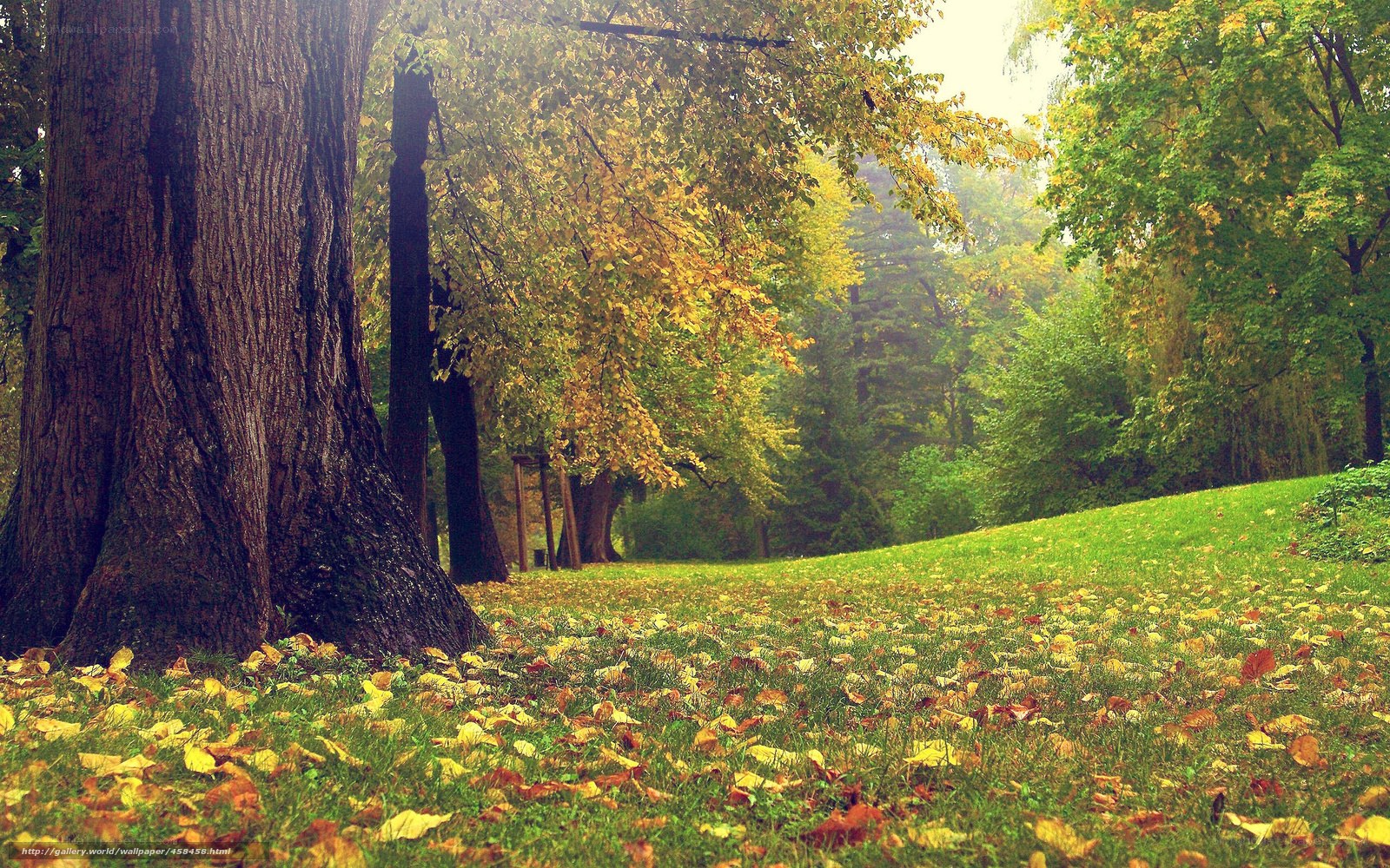 Autumn forest with fallen leaves