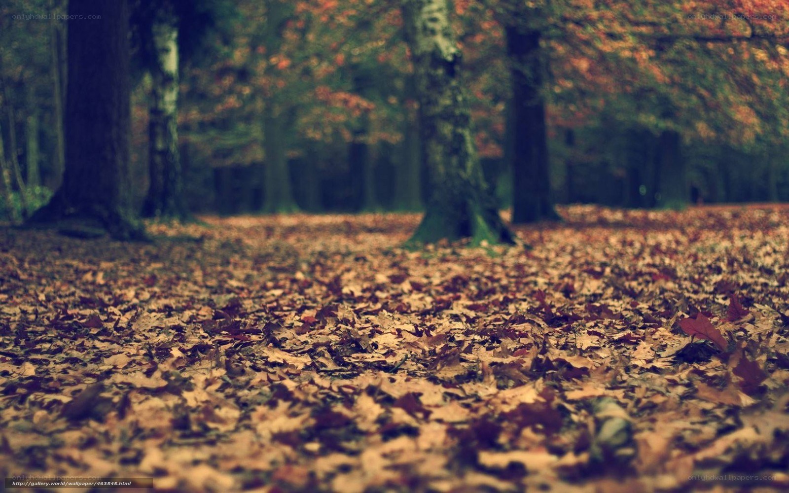 Autumn forest with fallen leaves