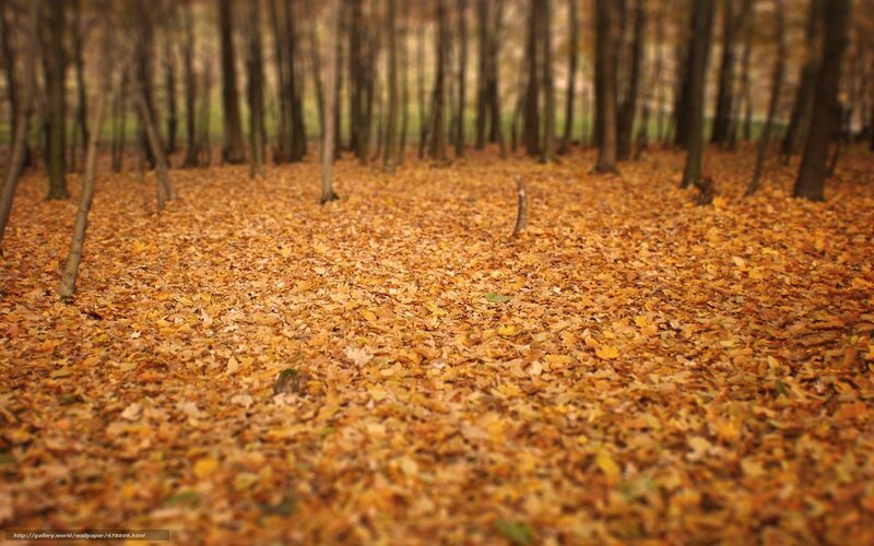 Autumn forest with fallen leaves