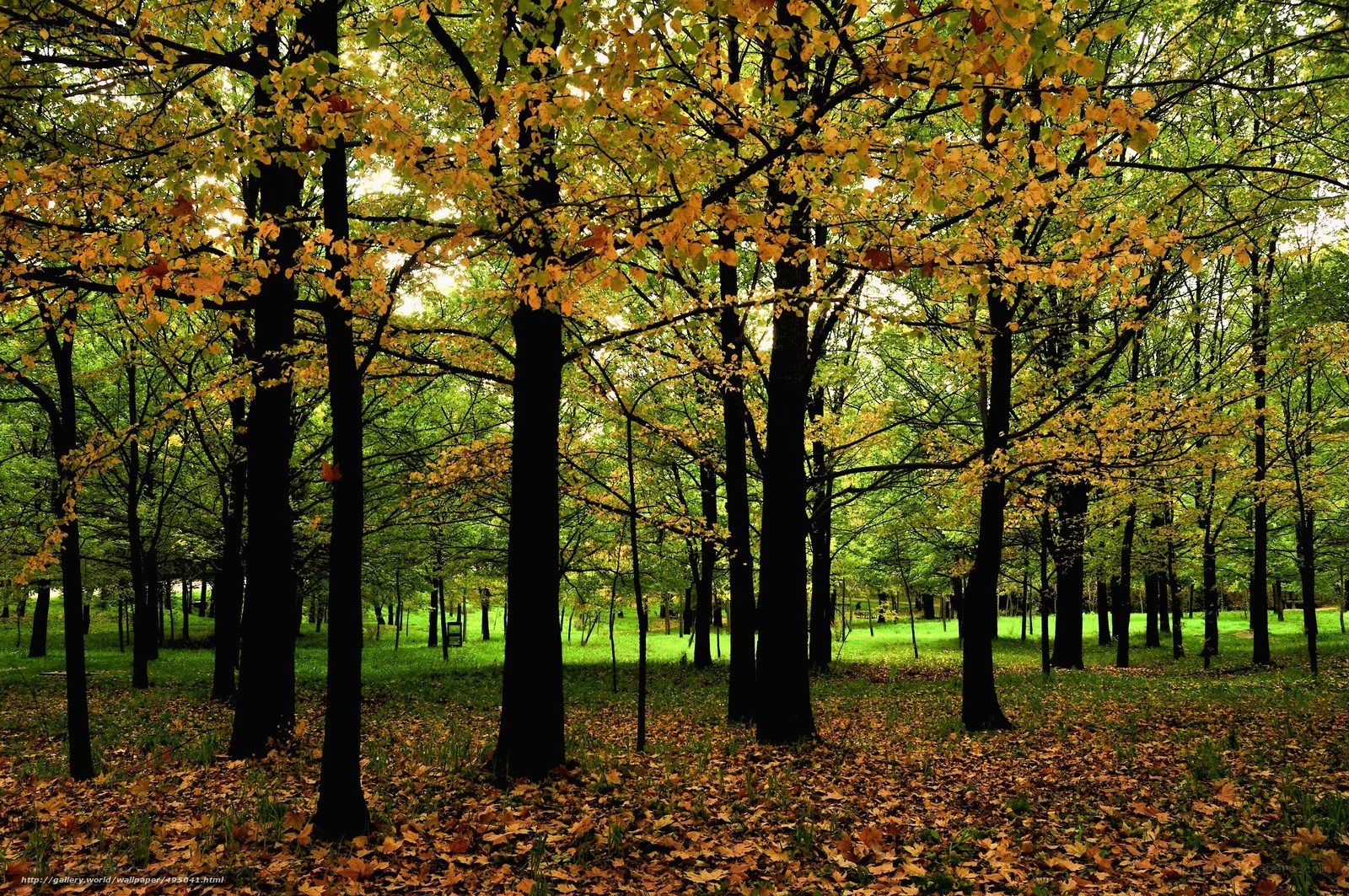 Autumn forest with fallen leaves