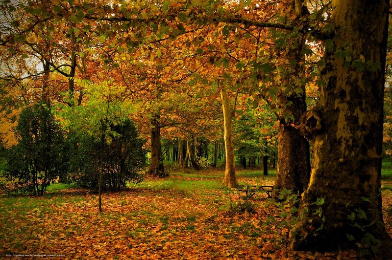 Autumn forest with fallen leaves