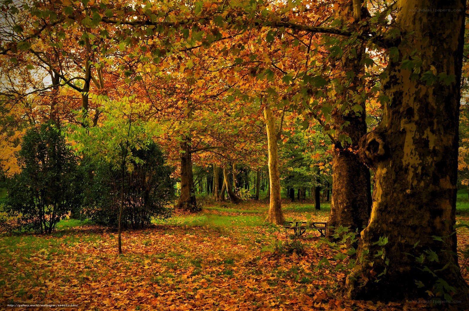 Autumn forest with fallen leaves