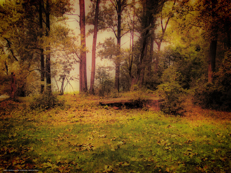 Autumn forest with fallen leaves