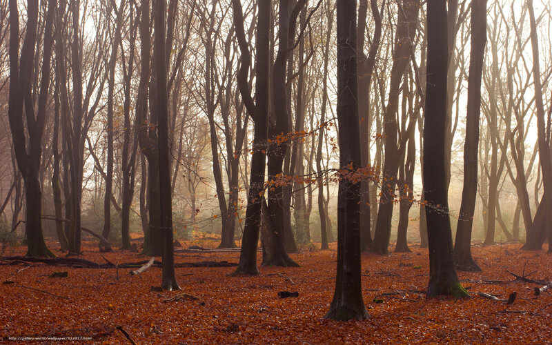 Autumn forest with fallen leaves