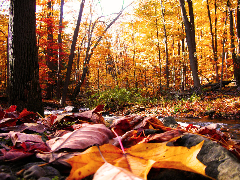 Autumn forest with fallen leaves