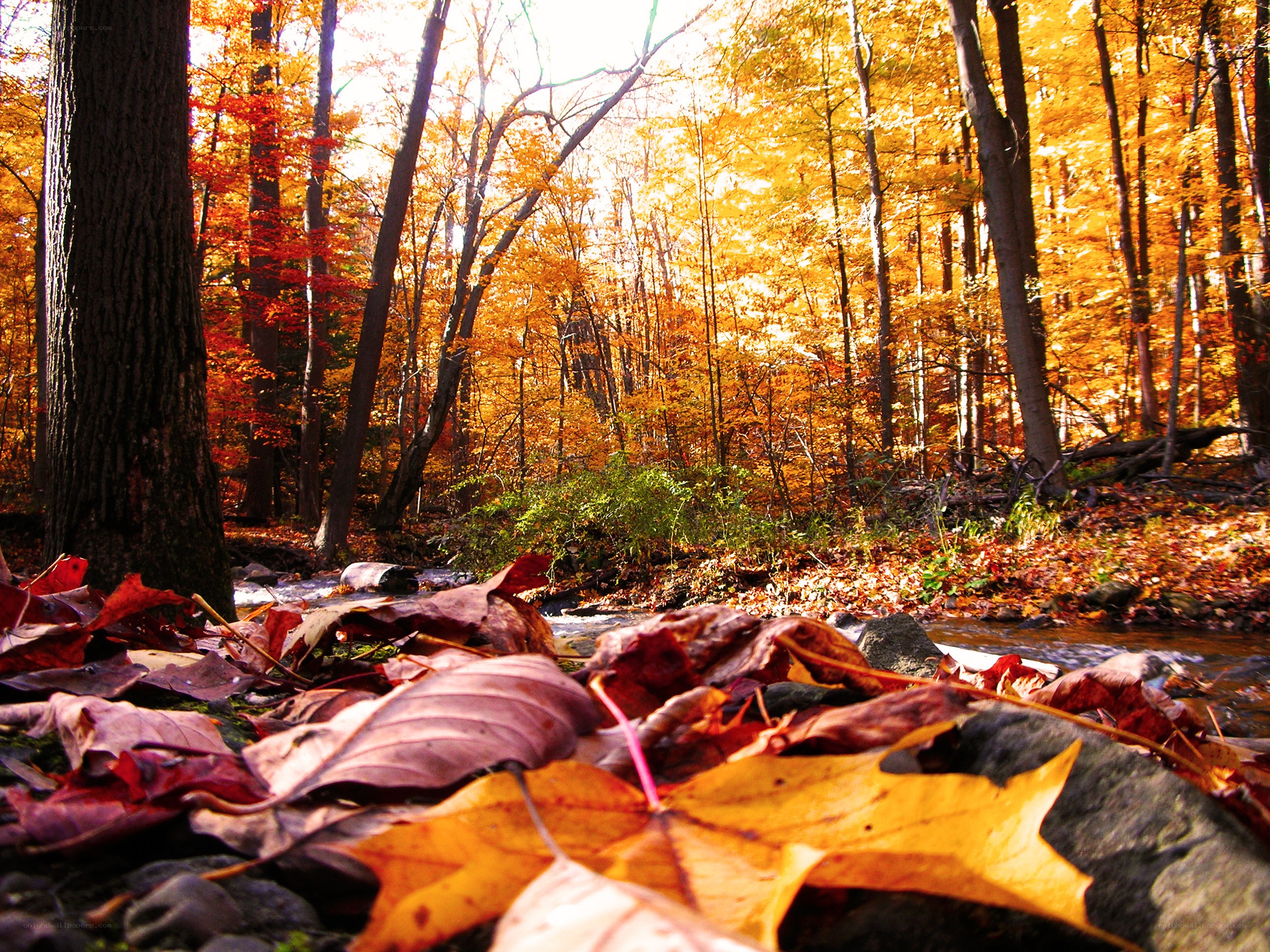 Autumn forest with fallen leaves