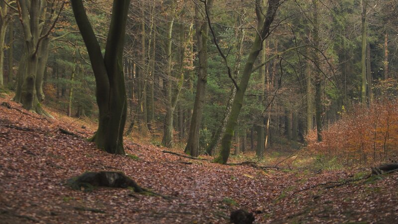 Autumn forest with fallen leaves