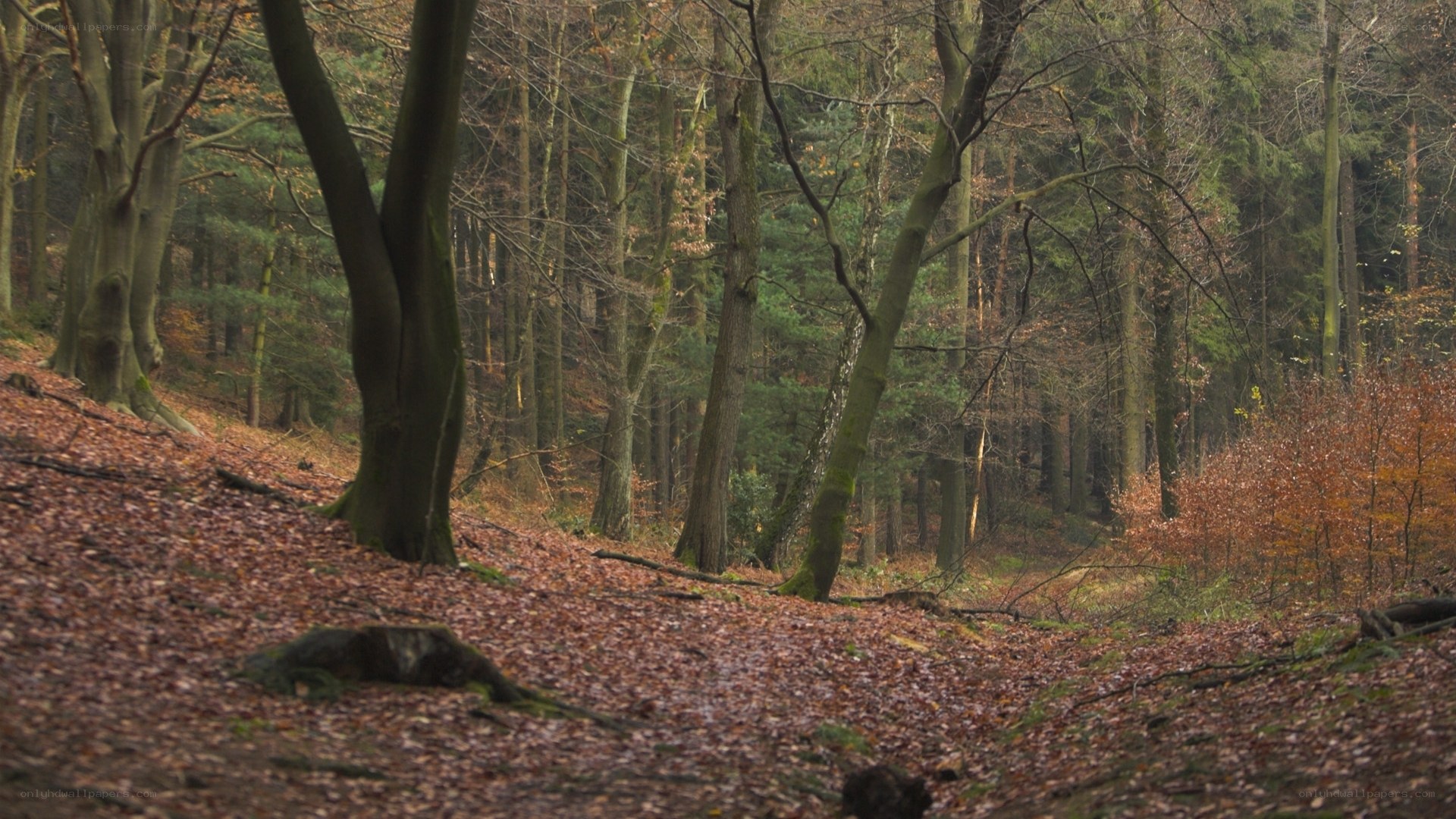 Autumn forest with fallen leaves