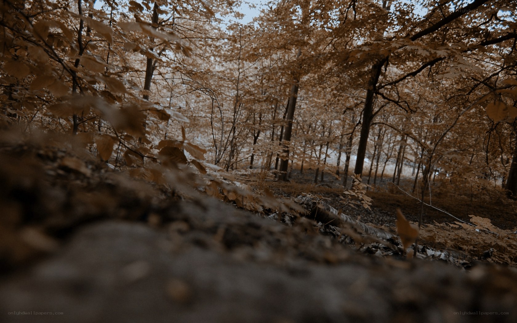 autumn forest with fallen leaves