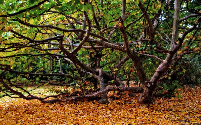 Autumn forest with fallen leaves