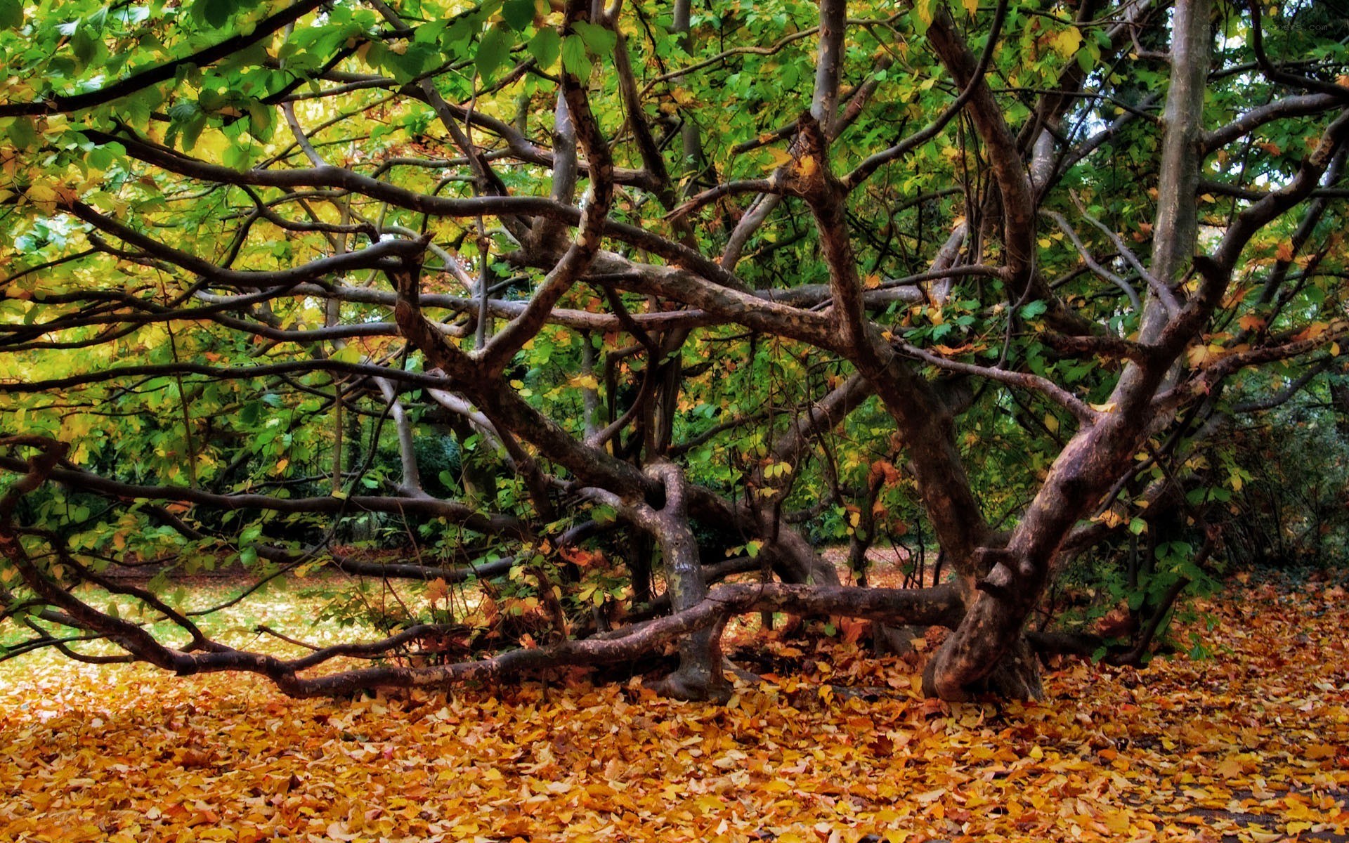 Autumn forest with fallen leaves