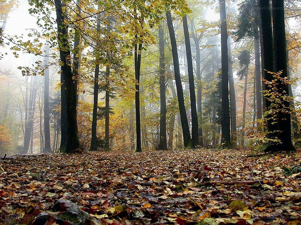 Autumn forest with fallen leaves