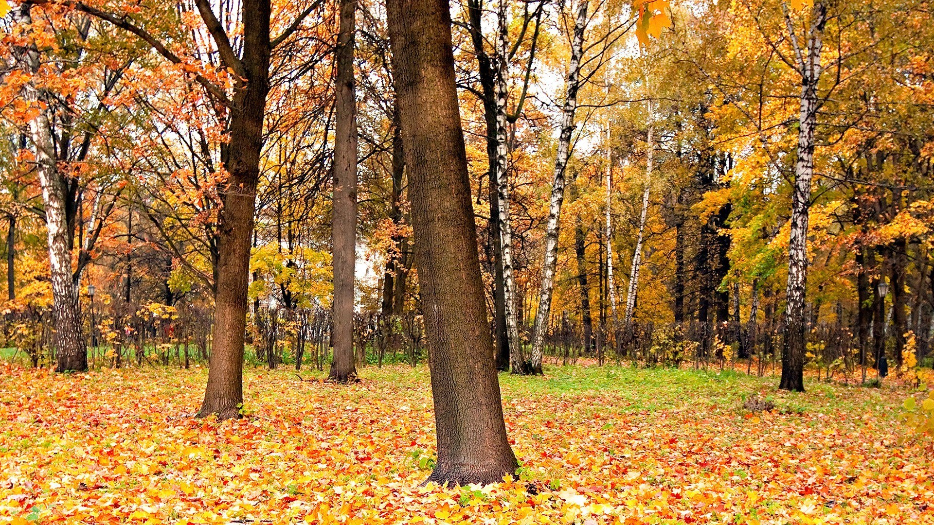 Autumn forest with fallen leaves