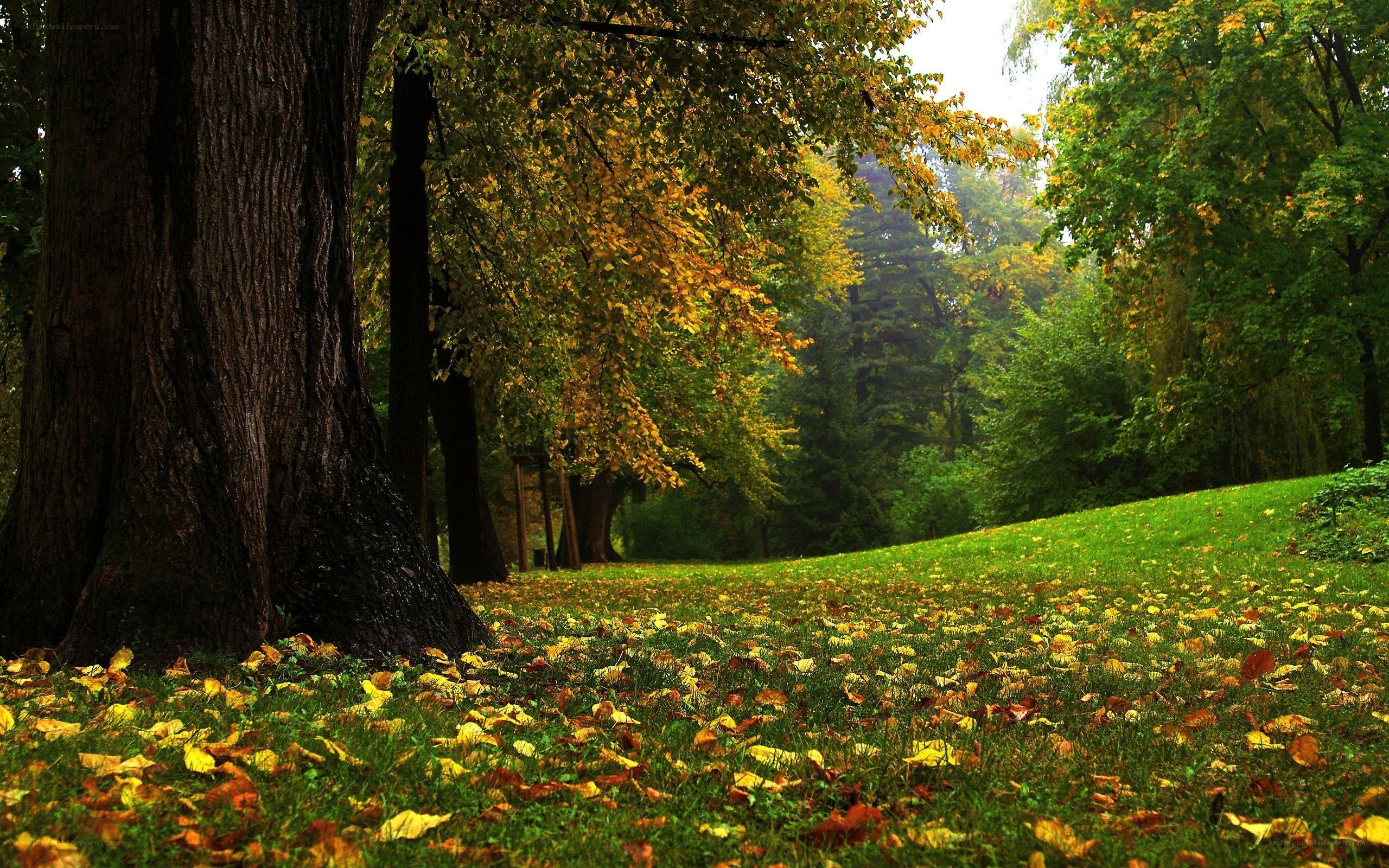 Autumn forest with fallen leaves