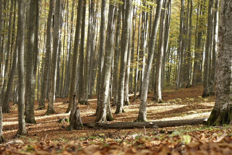 Autumn forest with fallen leaves