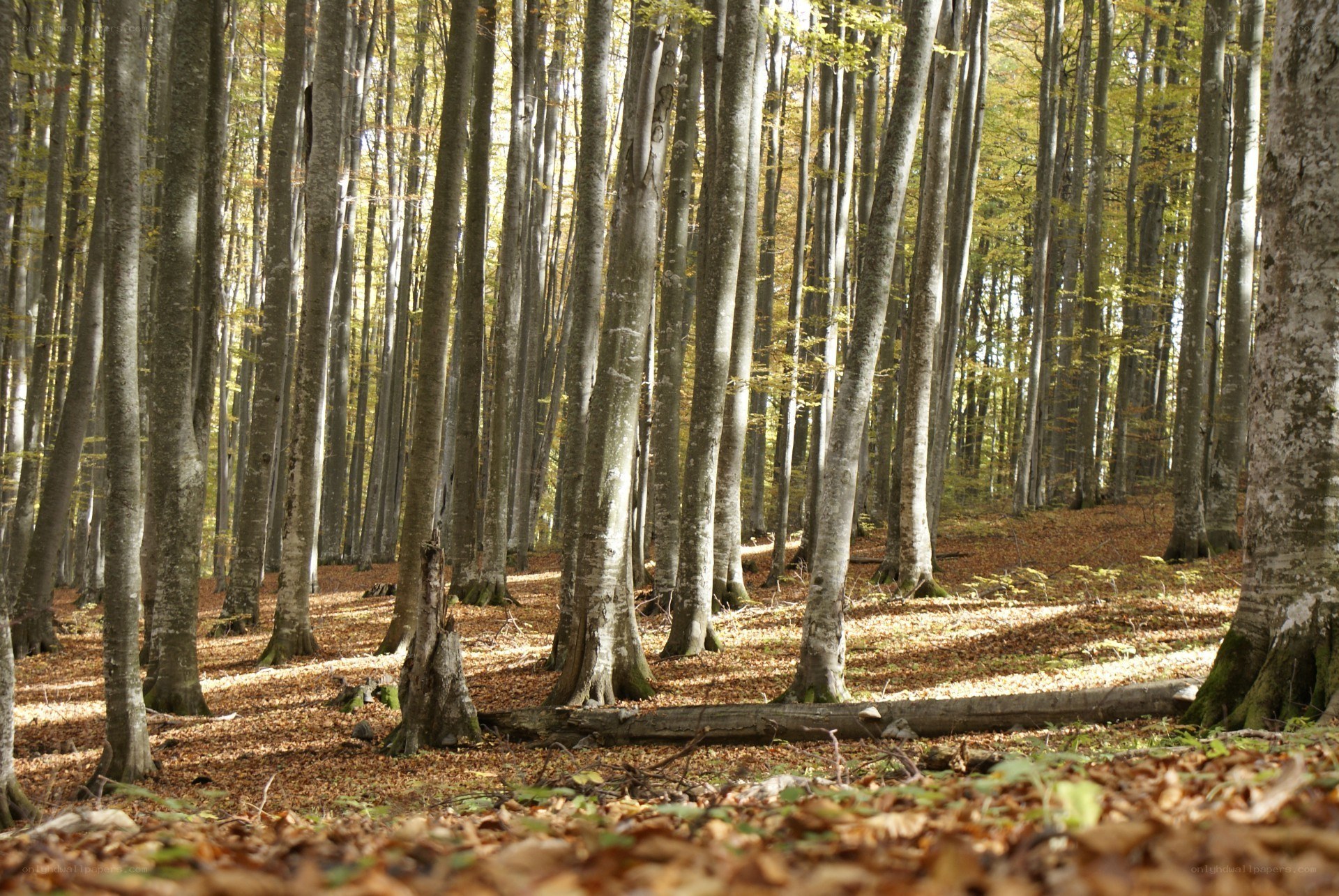 Autumn forest with fallen leaves