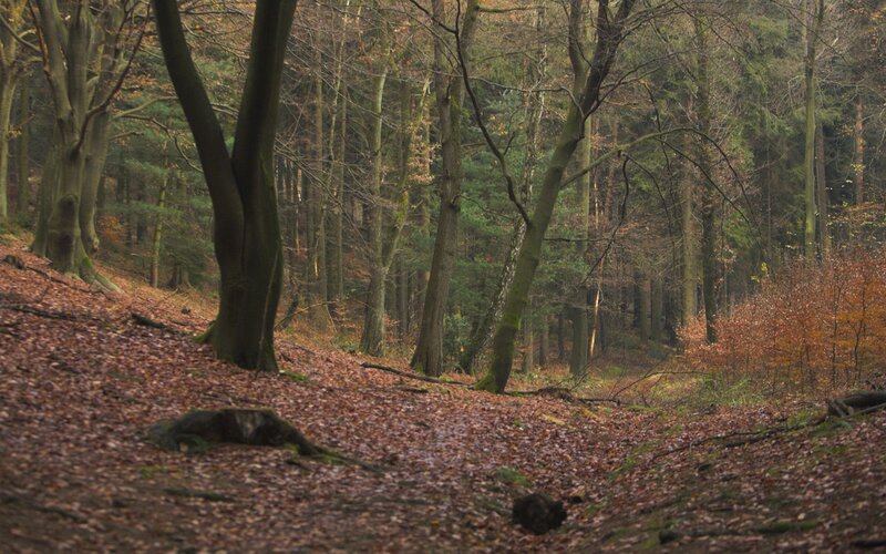 Autumn forest with fallen leaves