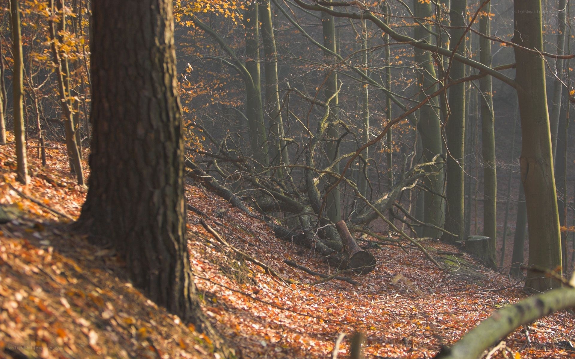 Autumn forest with fallen leaves