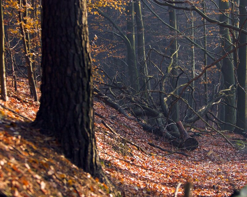 Autumn forest with fallen leaves