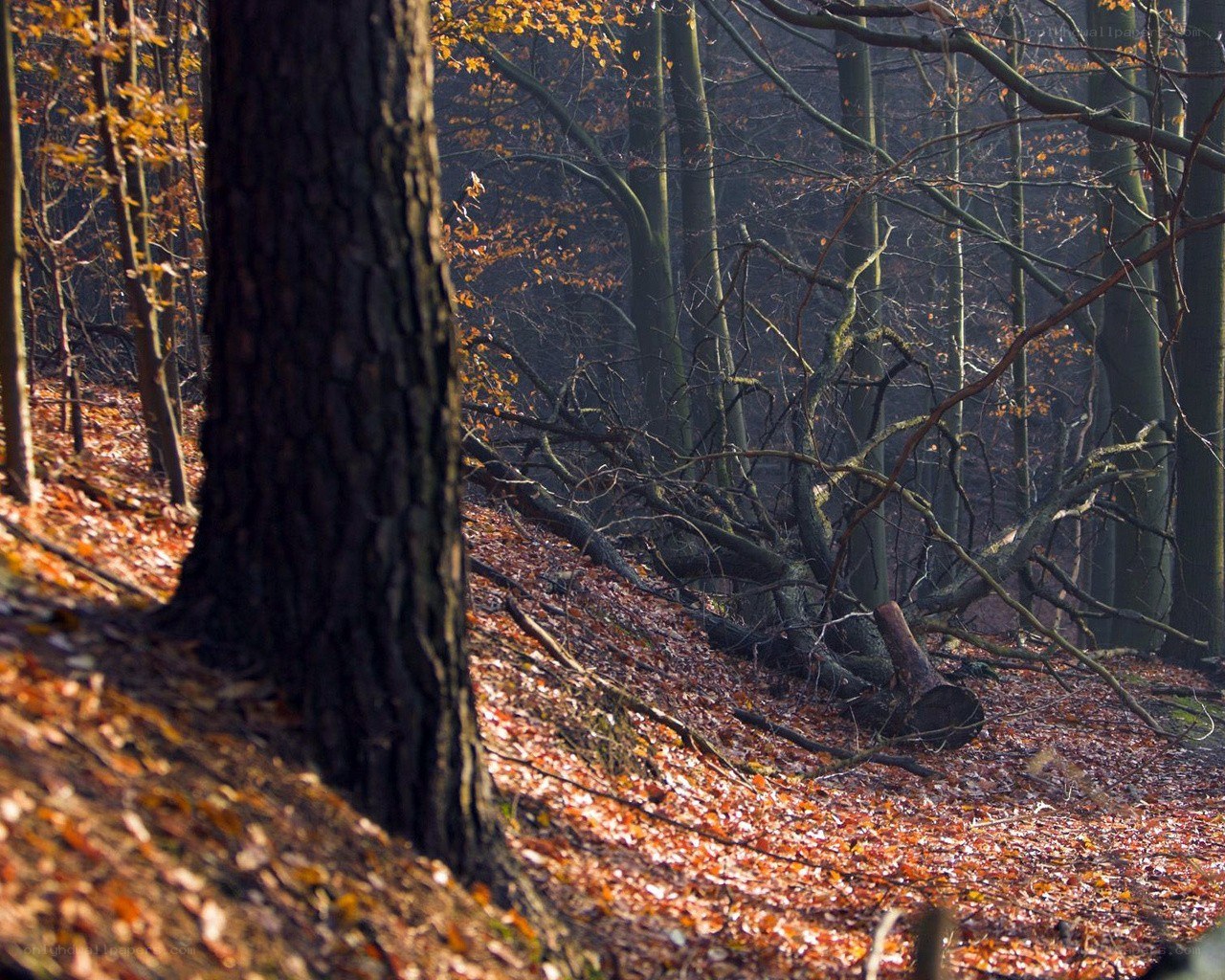 Autumn forest with fallen leaves