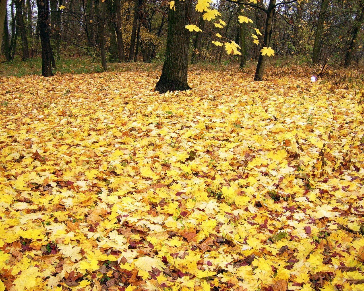 Autumn forest with fallen leaves