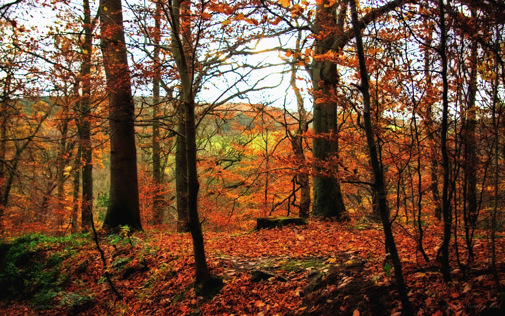 Autumn forest with fallen leaves