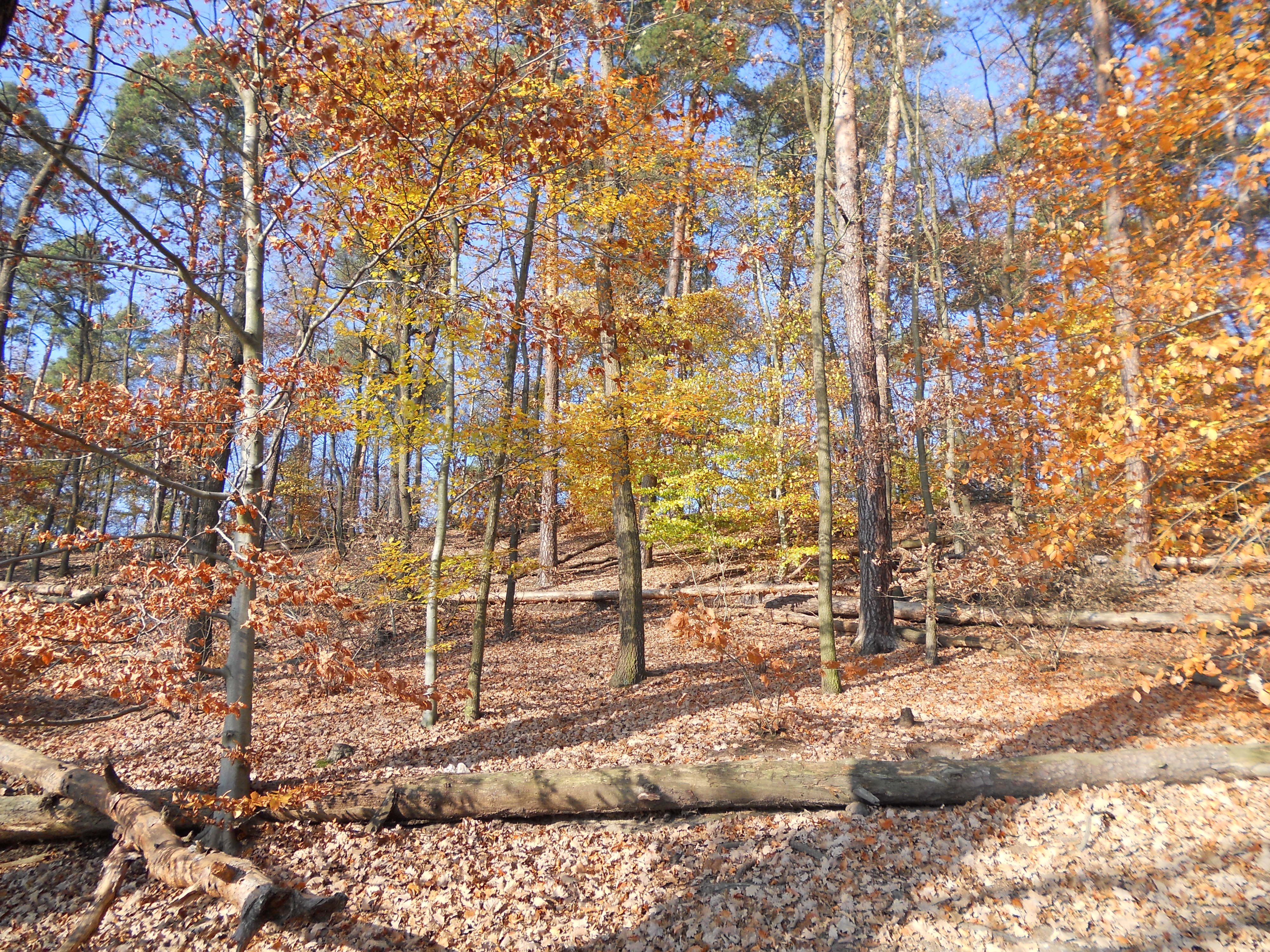 Autumn forest with fallen leaves