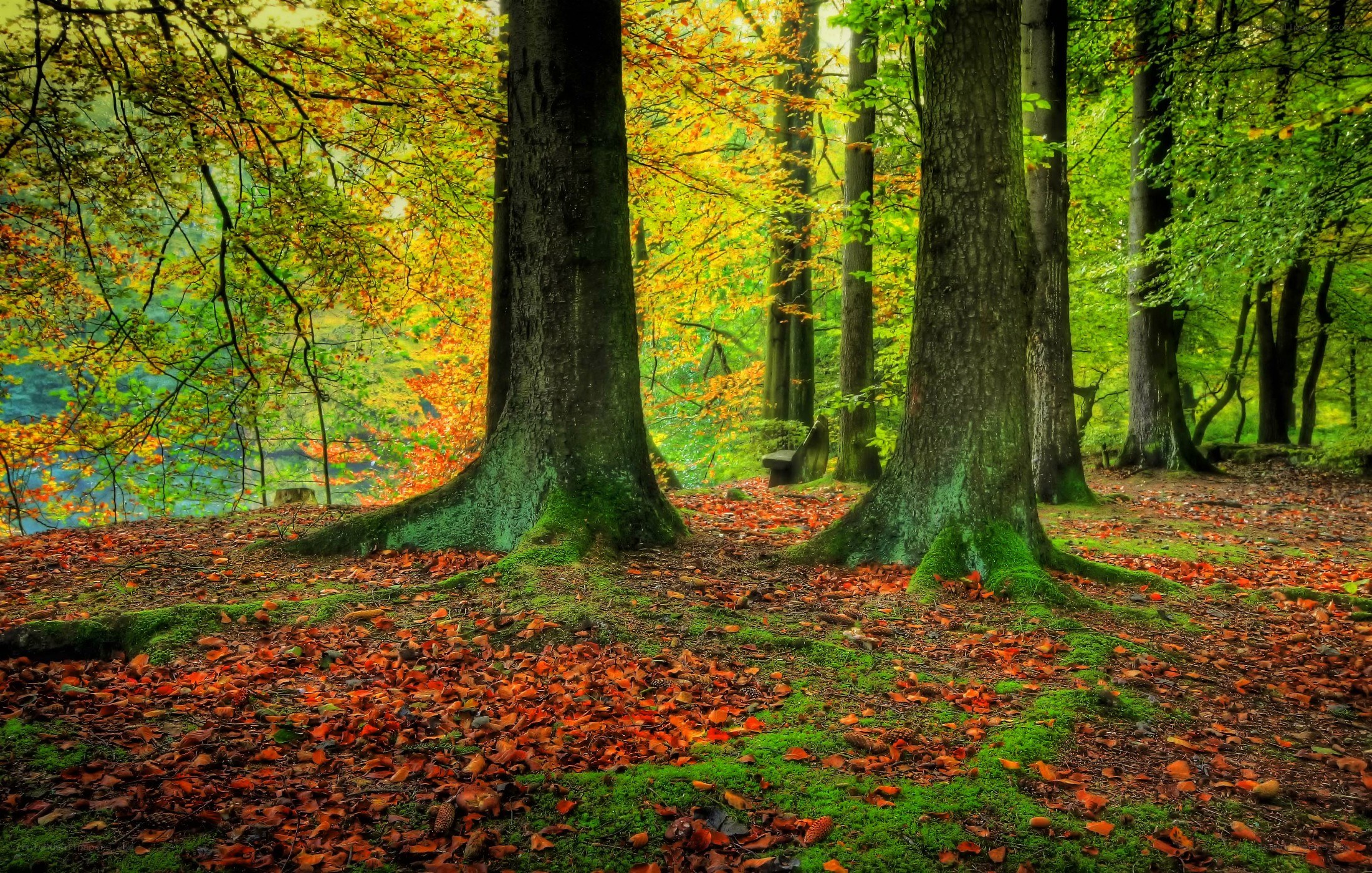 Autumn forest with fallen leaves