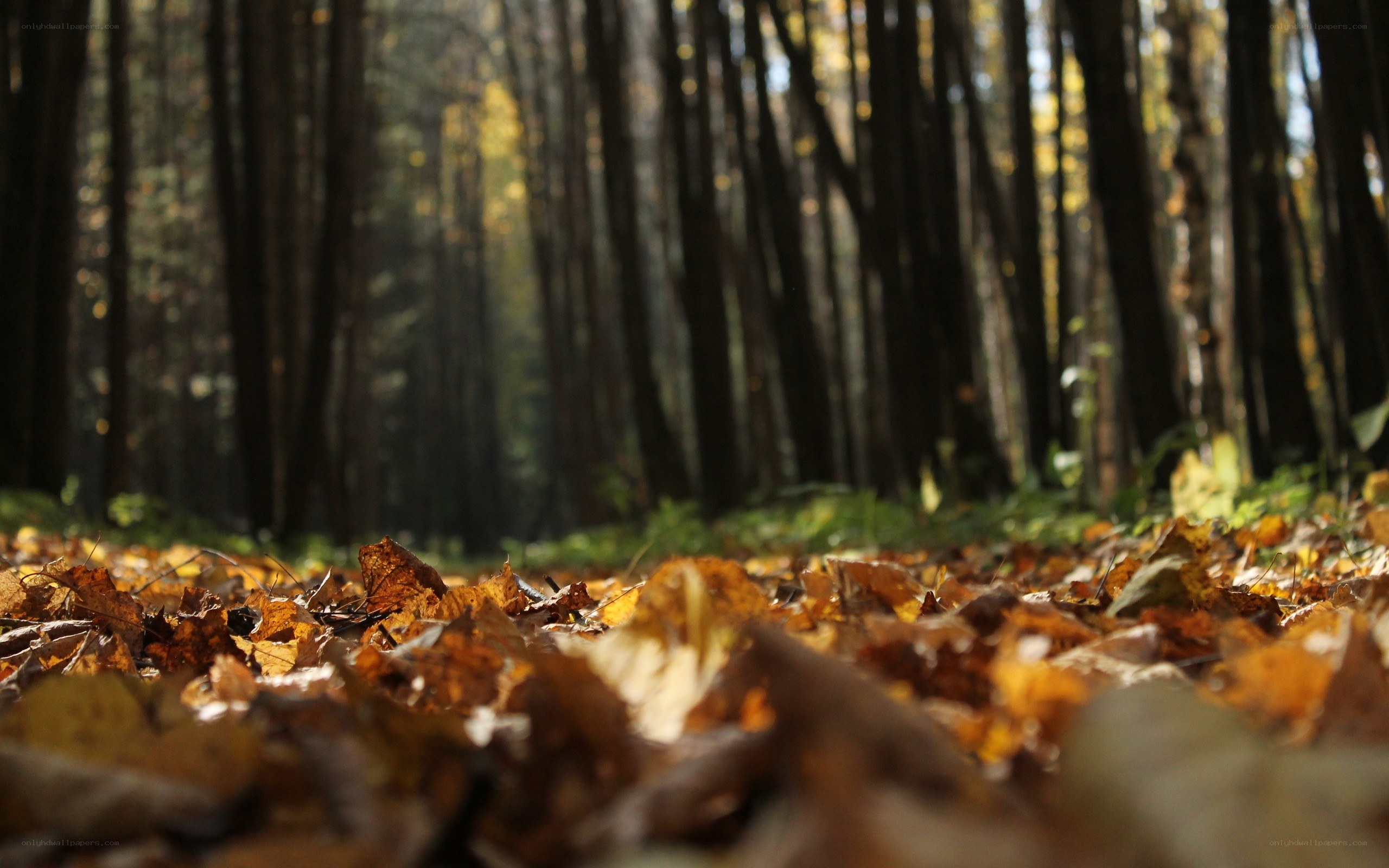 Autumn forest with fallen leaves
