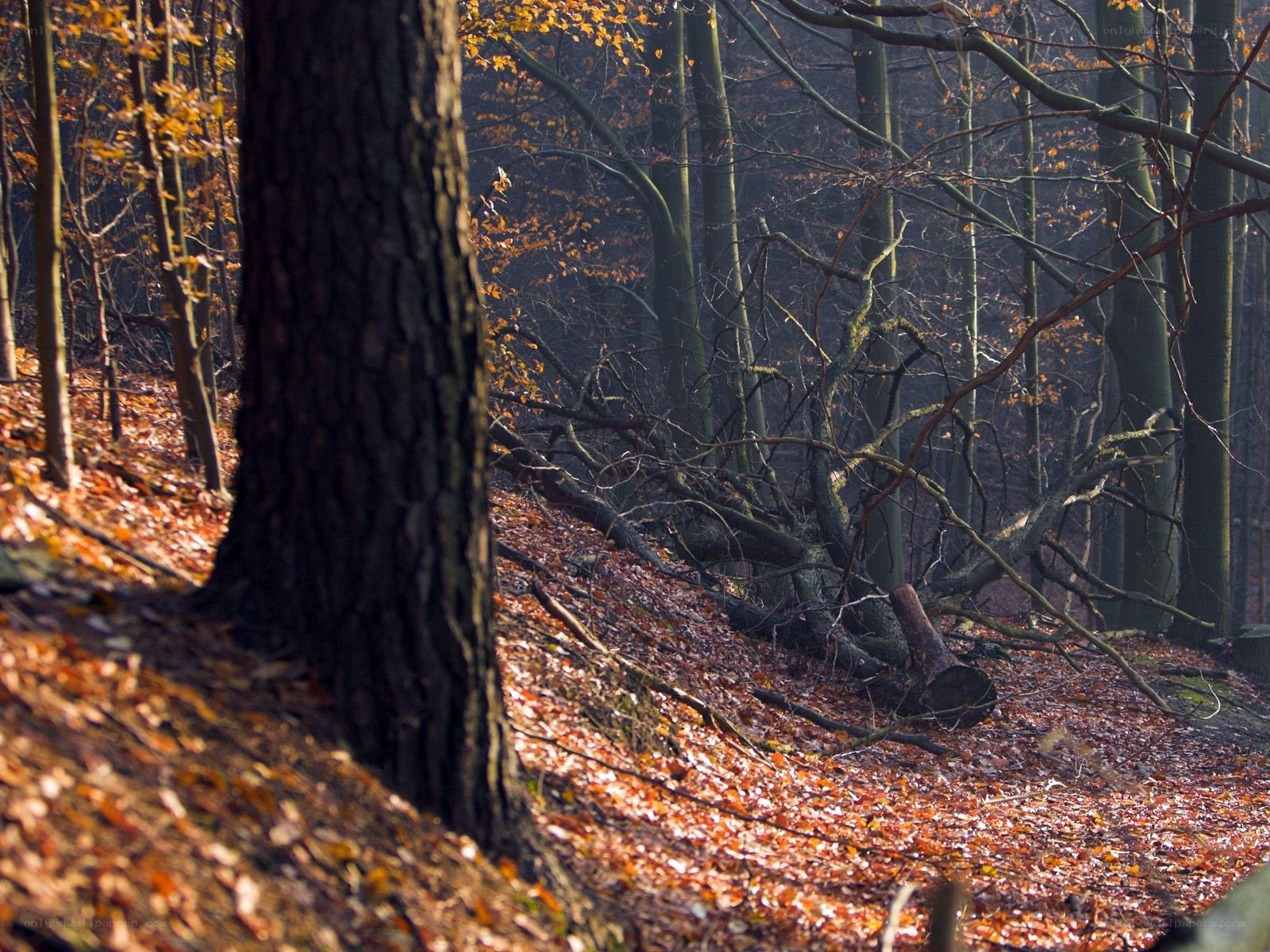 Autumn forest with fallen leaves