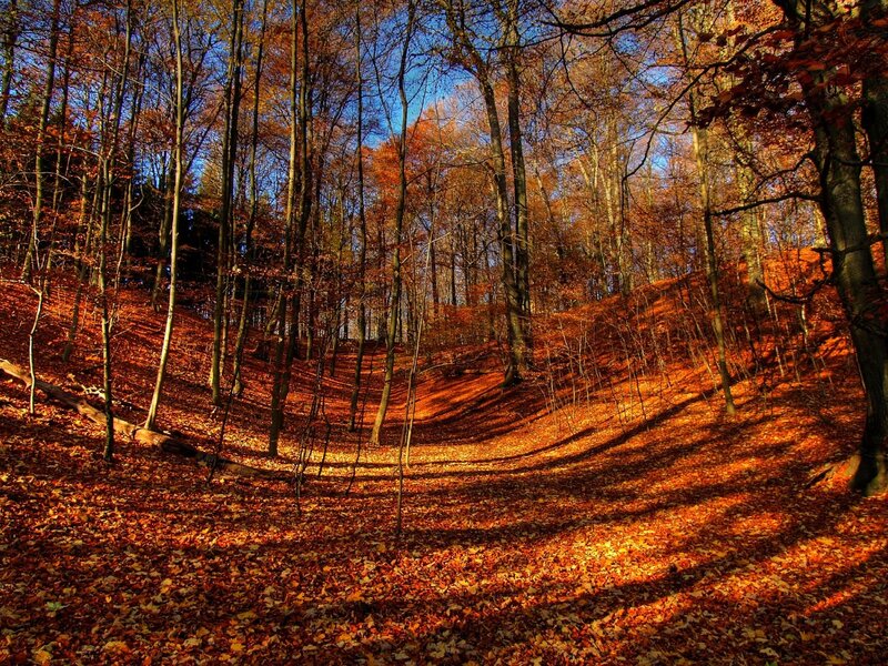 Autumn forest with fallen leaves