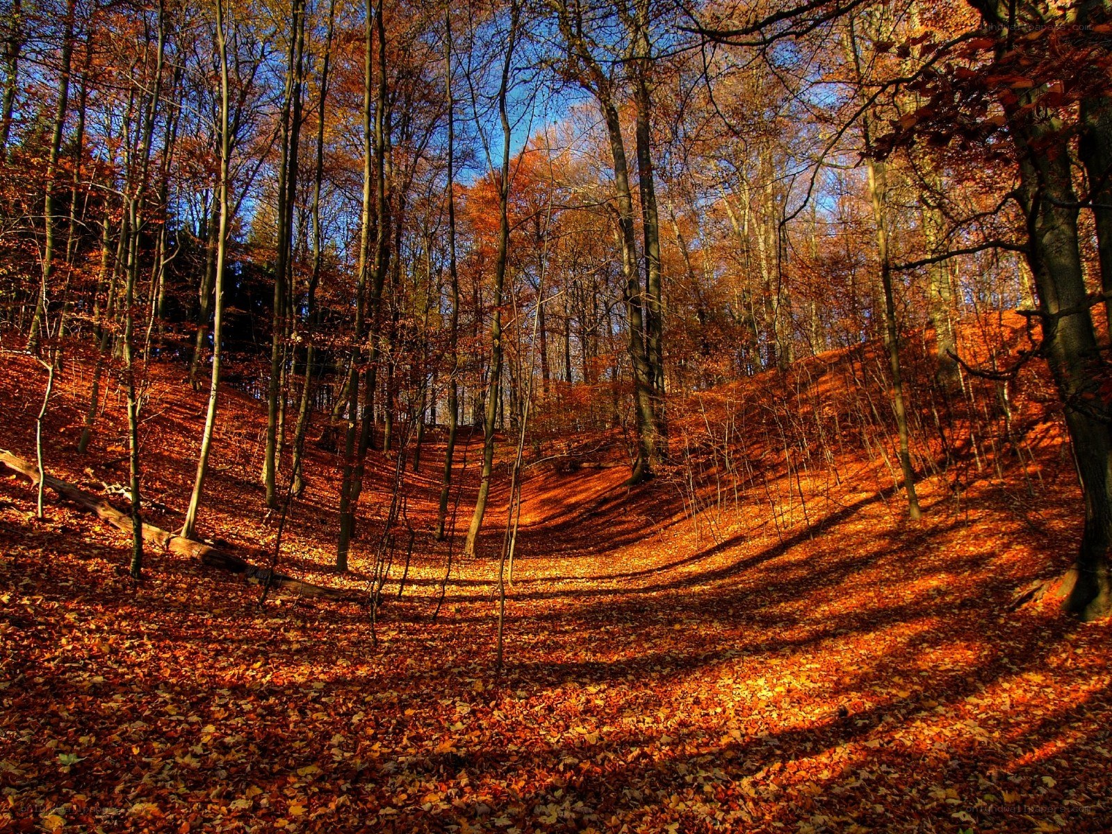Autumn forest with fallen leaves