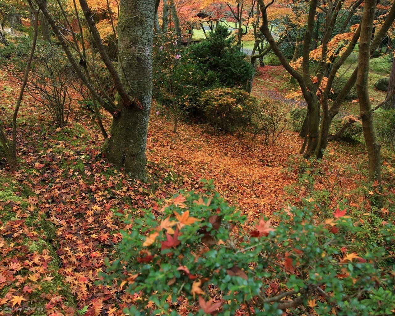 Autumn forest with fallen leaves