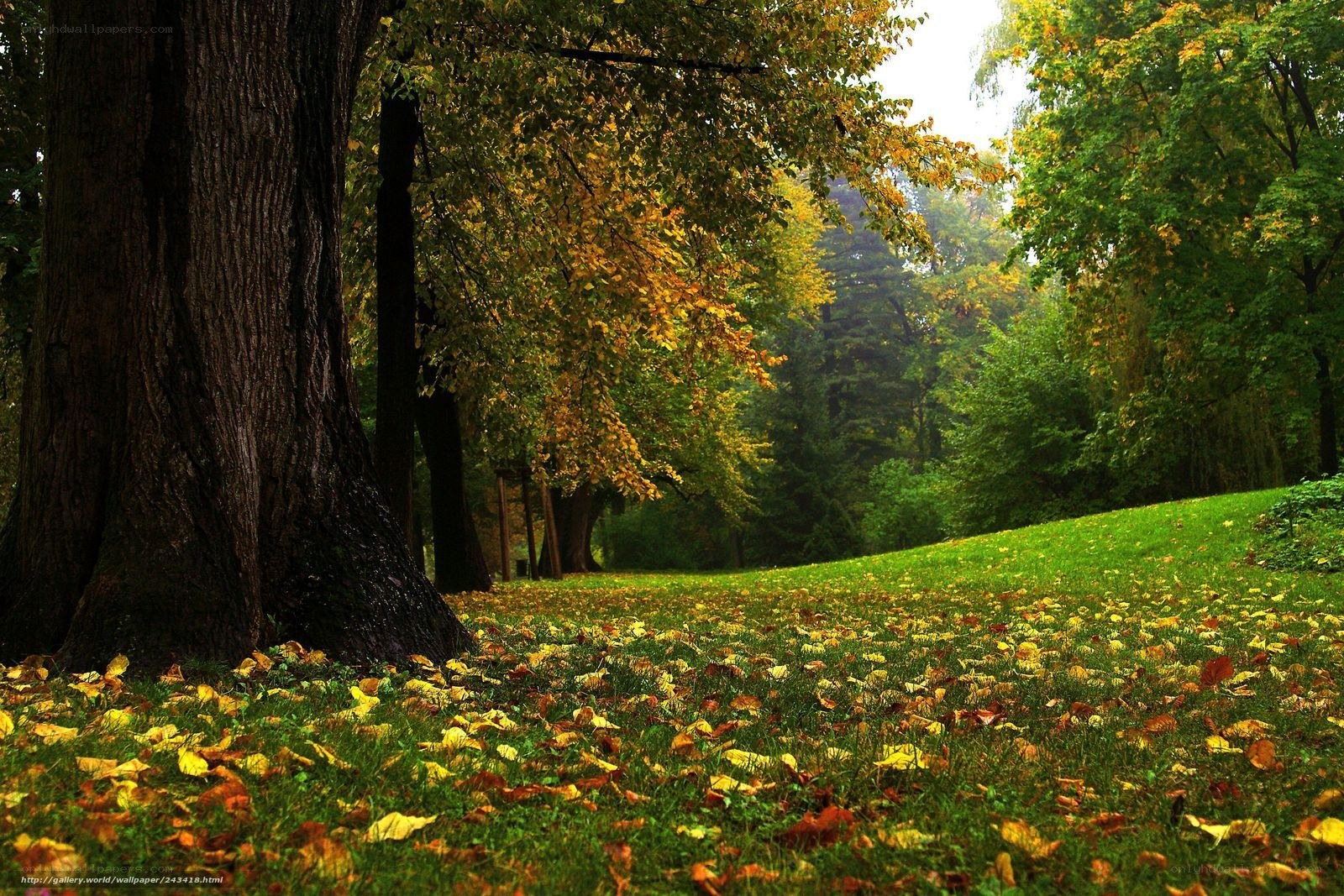 Autumn forest with fallen leaves