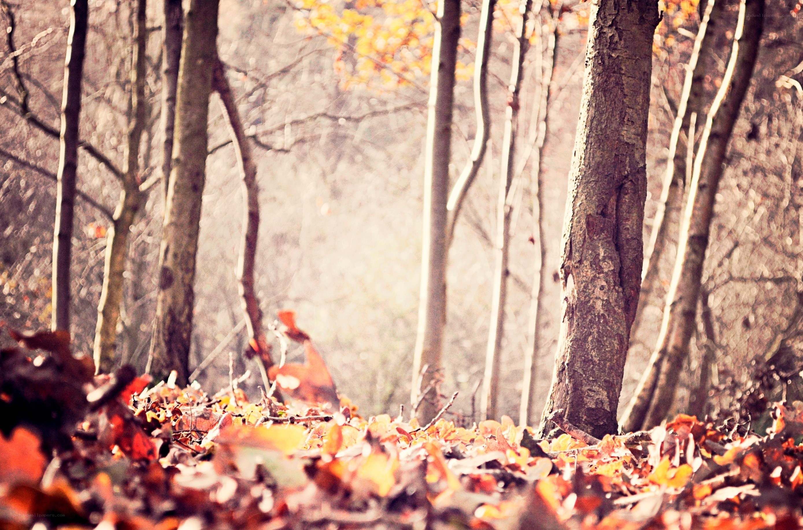 Autumn forest with fallen leaves