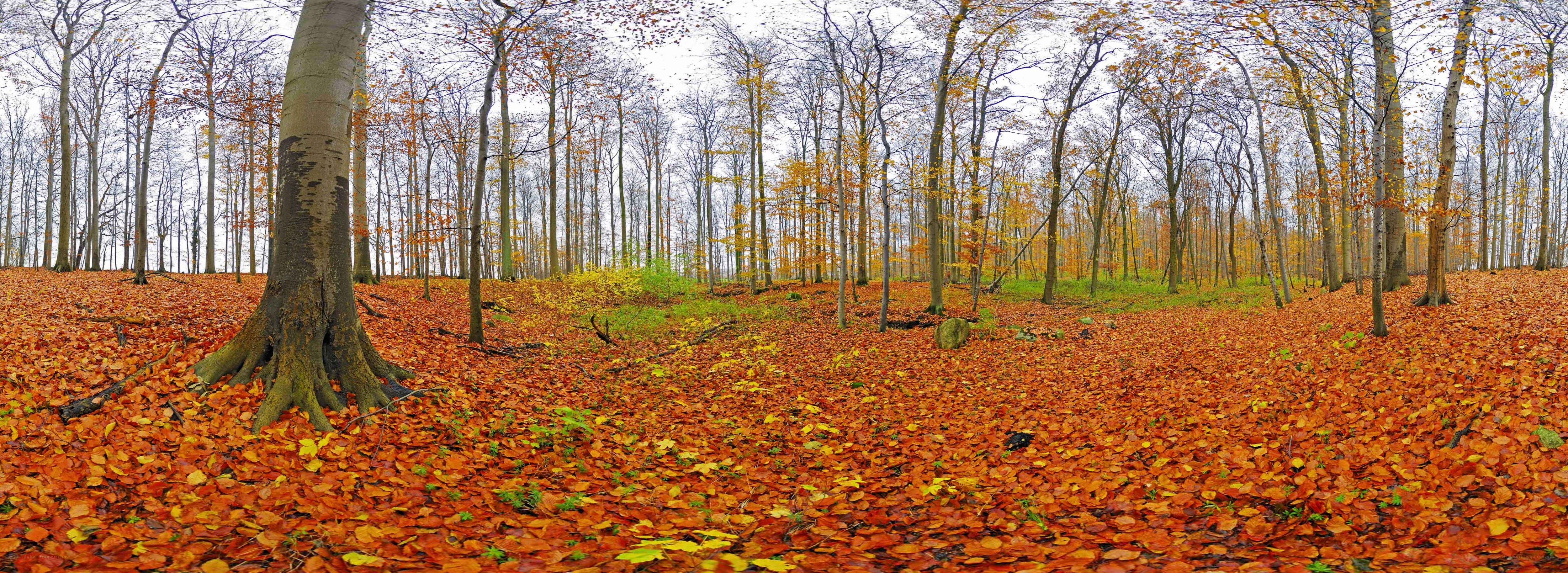 Autumn forest with fallen leaves