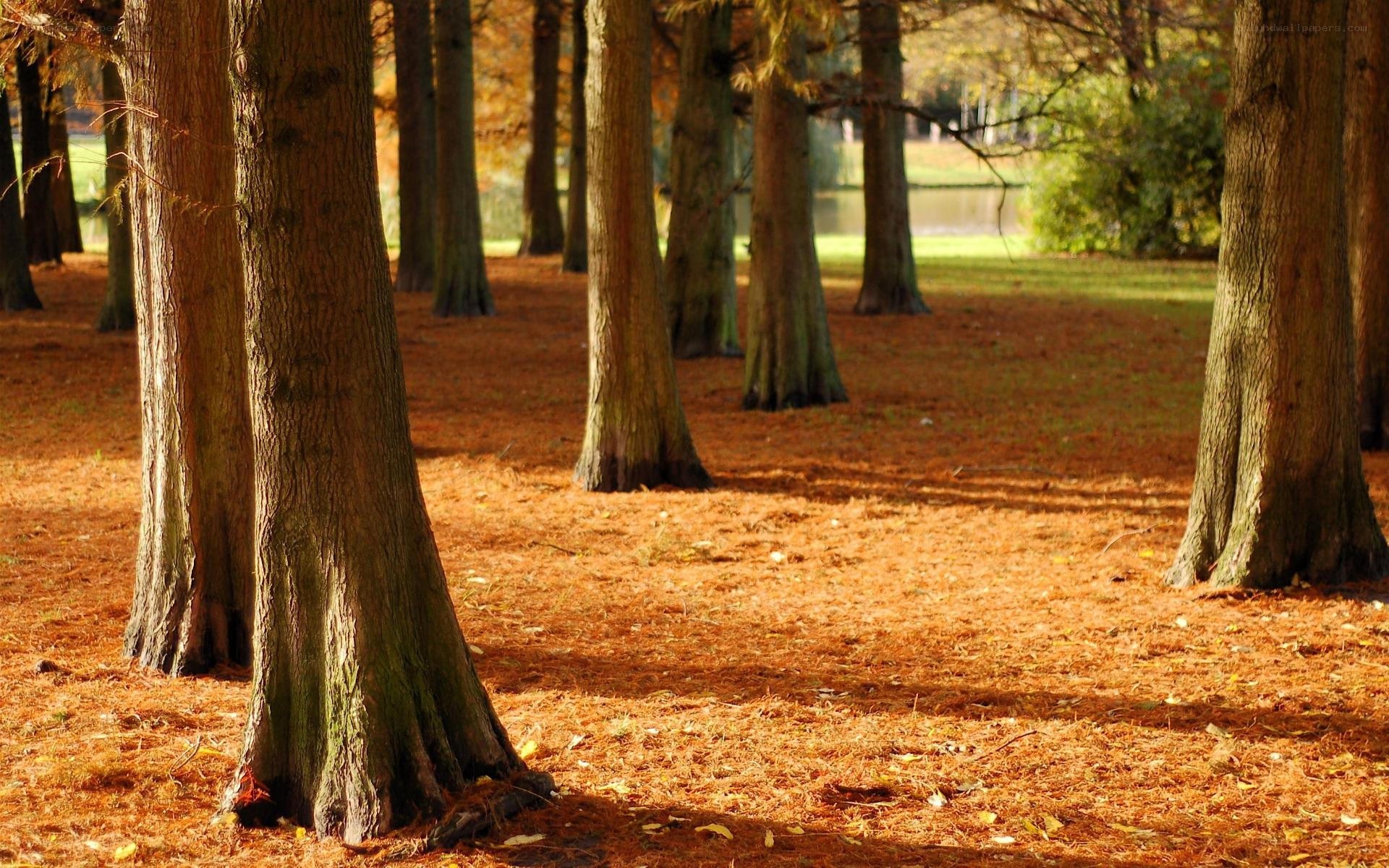 Autumn forest with fallen leaves