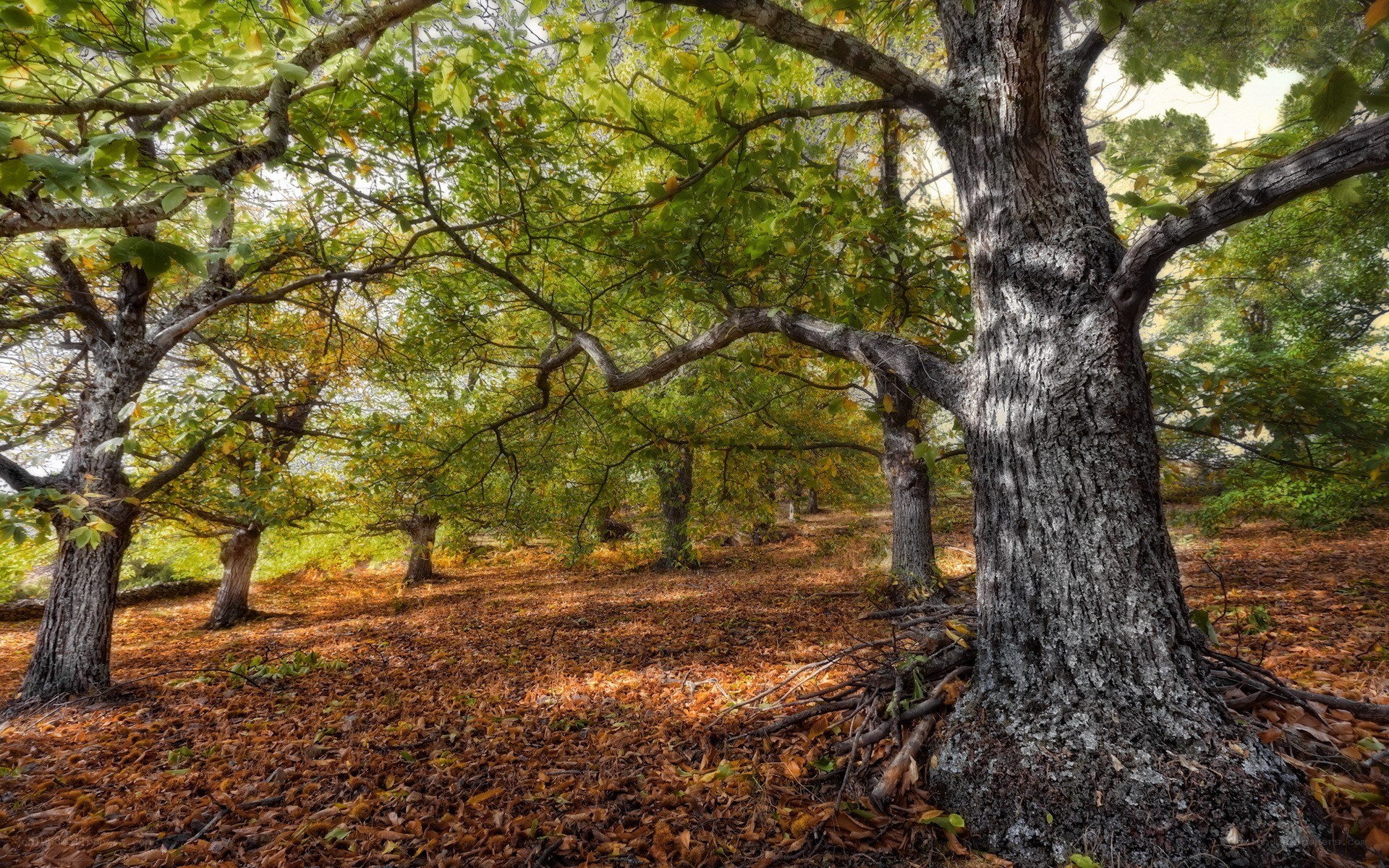 Autumn forest with fallen leaves
