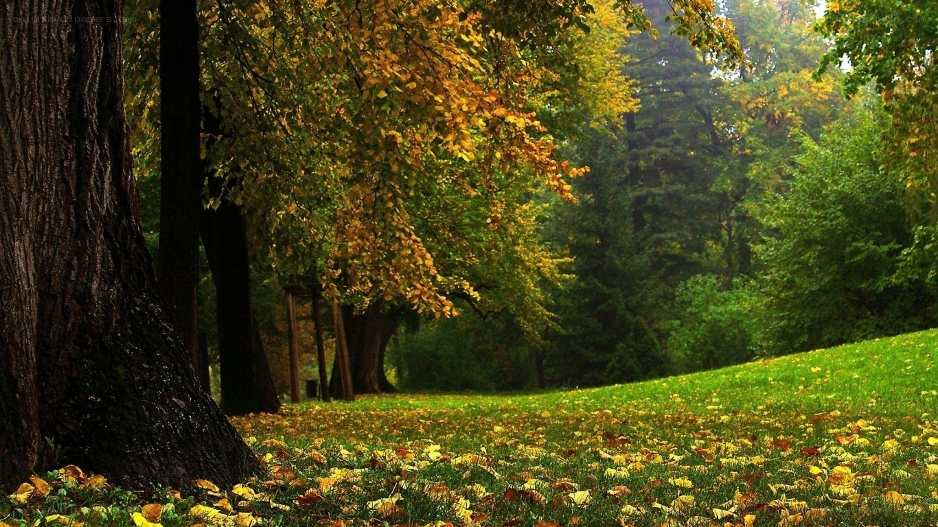 Autumn forest with fallen leaves