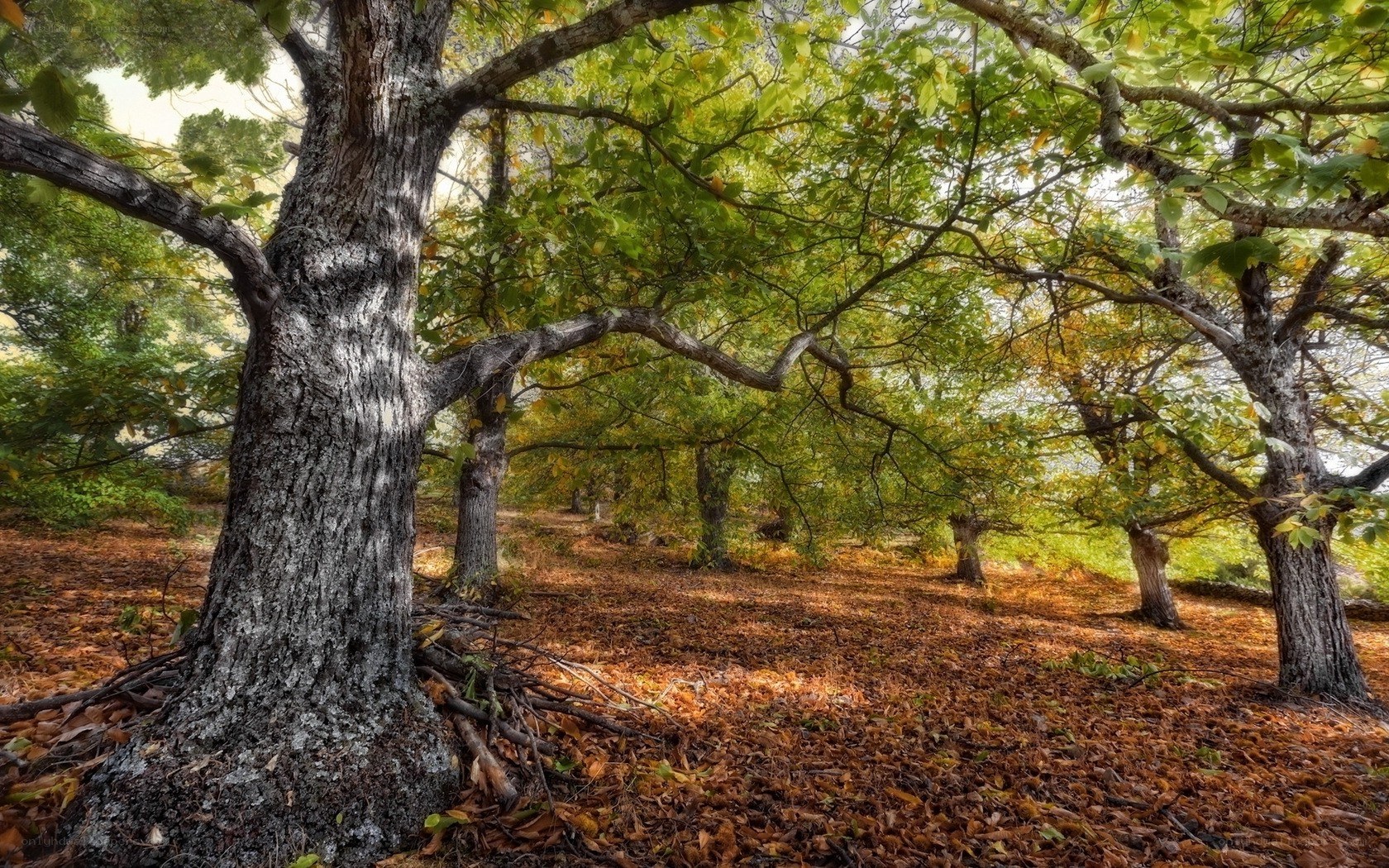 Autumn forest with fallen leaves